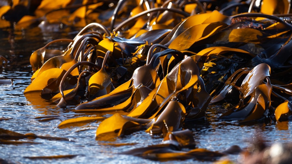 When Is Seaweed Season In Destin Florida
