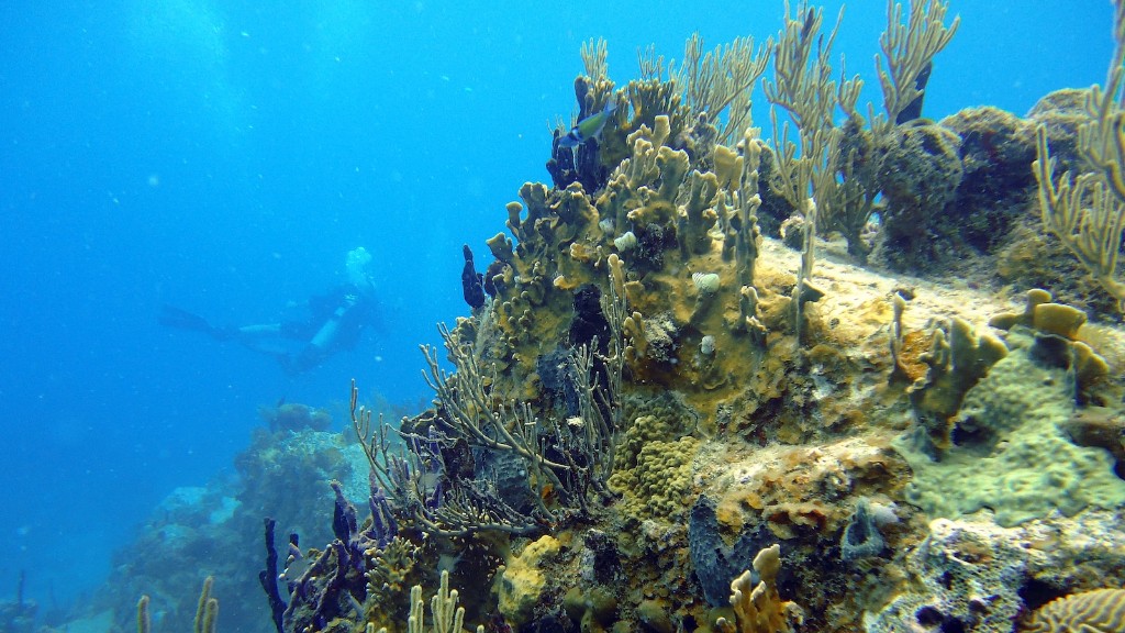 إن الجدل الدائر بين الإسفنج البحري والمرجان قديم جدًا. منذ العصور القديمة، كان البشر مفتونين بالتعقيد المذهل للمحيطات العميقة، وكانوا يتوقون إلى فهم الجمال المذهل والتعقيد الذي تتمتع به الإسفنج والشعاب المرجانية التي تعيش بداخلها. في حين أن الإسفنج والشعاب المرجانية قد تبدو مختلفة إلى حد كبير، إلا أن هناك مستويات مماثلة من التنوع البيولوجي والتكيف البيولوجي داخل كل منهما، مما يجعل من الصعب تمييز أحدهما عن الآخر.